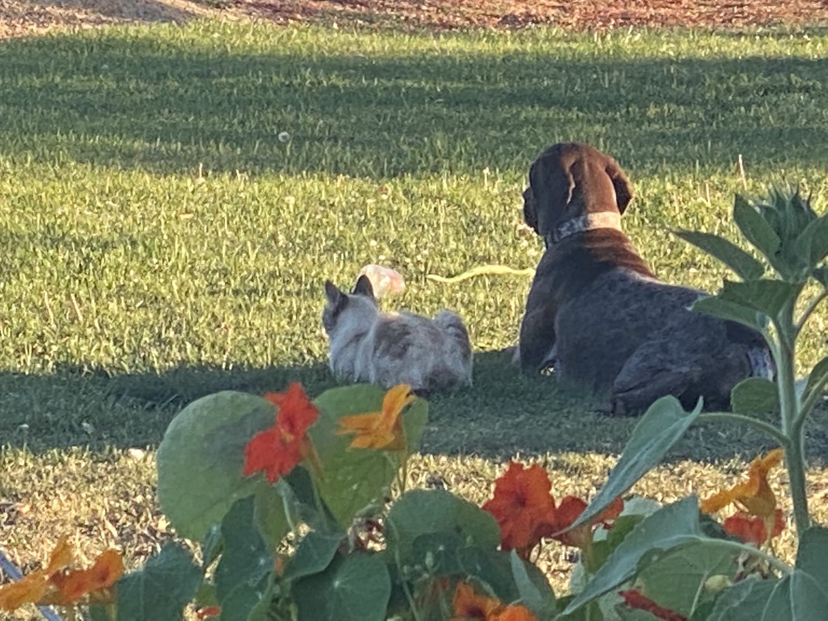 TashaHardy's tweet photo. Best friends ๐ฅฐ #DogsofTwittter #CatsOfTwitter #hardyfarm https://t.co/XChGP7o6Yt