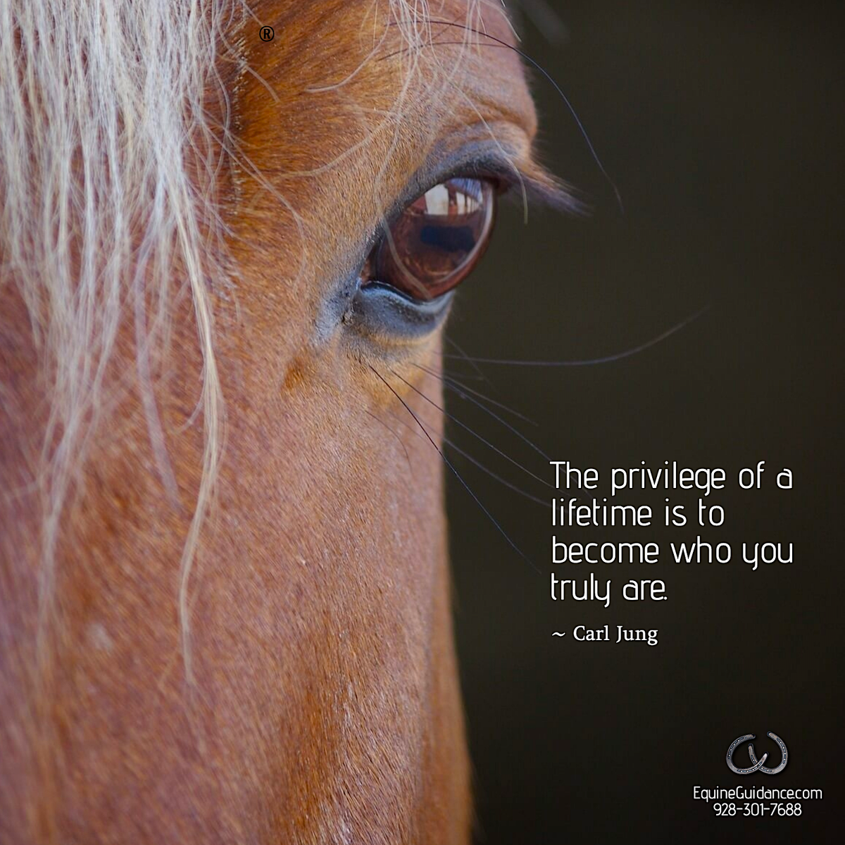 BelleEquine's tweet photo. .
THIS is why I established Equine Guidance@ in 2004. After a Near-Death Experience and working through my own trauma, I know anything is possible!
~ Belle Shook MC, NBCC, LPC, SEP, NARM™
#EquineGuidance® #BelleShook #KnowYourSuperPower #HealingIsDivine #SafeSpace #Resilience https://t.co/xUMfL8TF0q