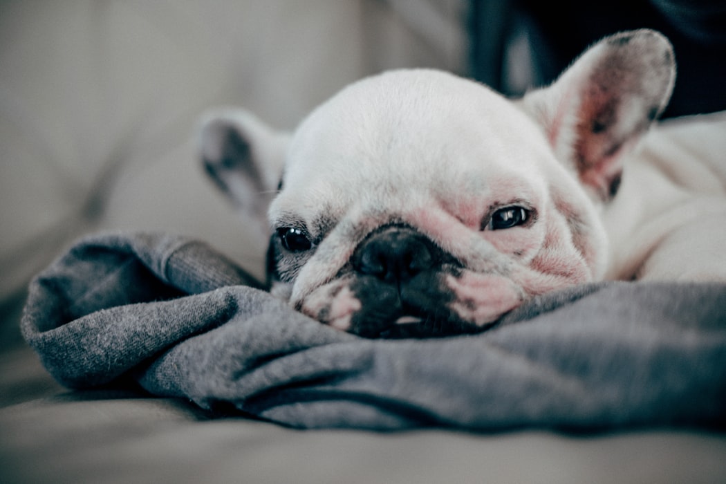 ArdmoreHowellRd's tweet photo. Our pet-friendly apartment community welcomes your fluffy friend! Learn more about Ardmore Howell Road: https://t.co/ImOeAehpJq https://t.co/M5EPn6CKTW