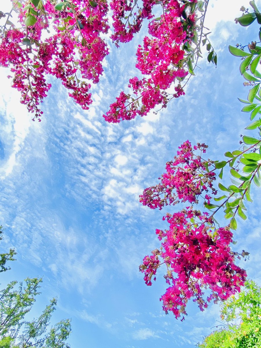 수요일 아침,
배롱나무꽃과 어울리는 파란 하늘