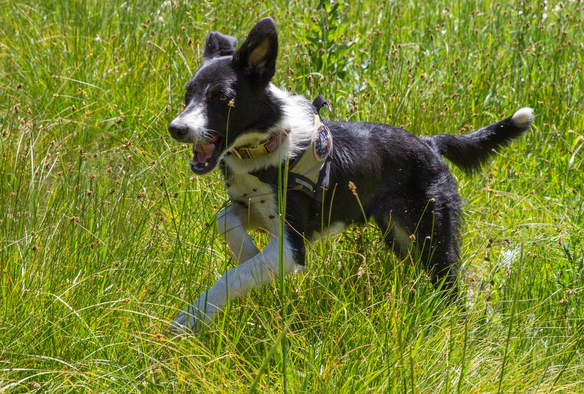 Snowbird's tweet photo. Meet Mabel, the newest Avalanche Rescue Dog to join Snowbird Ski Patrol.
She and her handler Sam have been hard at work gearing up for winter. In her off time, she enjoys jumping through the flowers eating flies and chasing pot guts.
#Snowbird #SubaruLovesPets #PatrolDogs https://t.co/IbtZgcjEE8