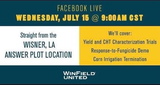 ArmorSeed's tweet photo. Tomorrow we’re going live with @WinFieldUnited for agronomic insights straight from the Answer Plot in Wisner, LA. Tune in for info on irrigation termination in your corn, a demo on fungicide response and more! #answerplotlive #startstrong https://t.co/hVyzQUdagq