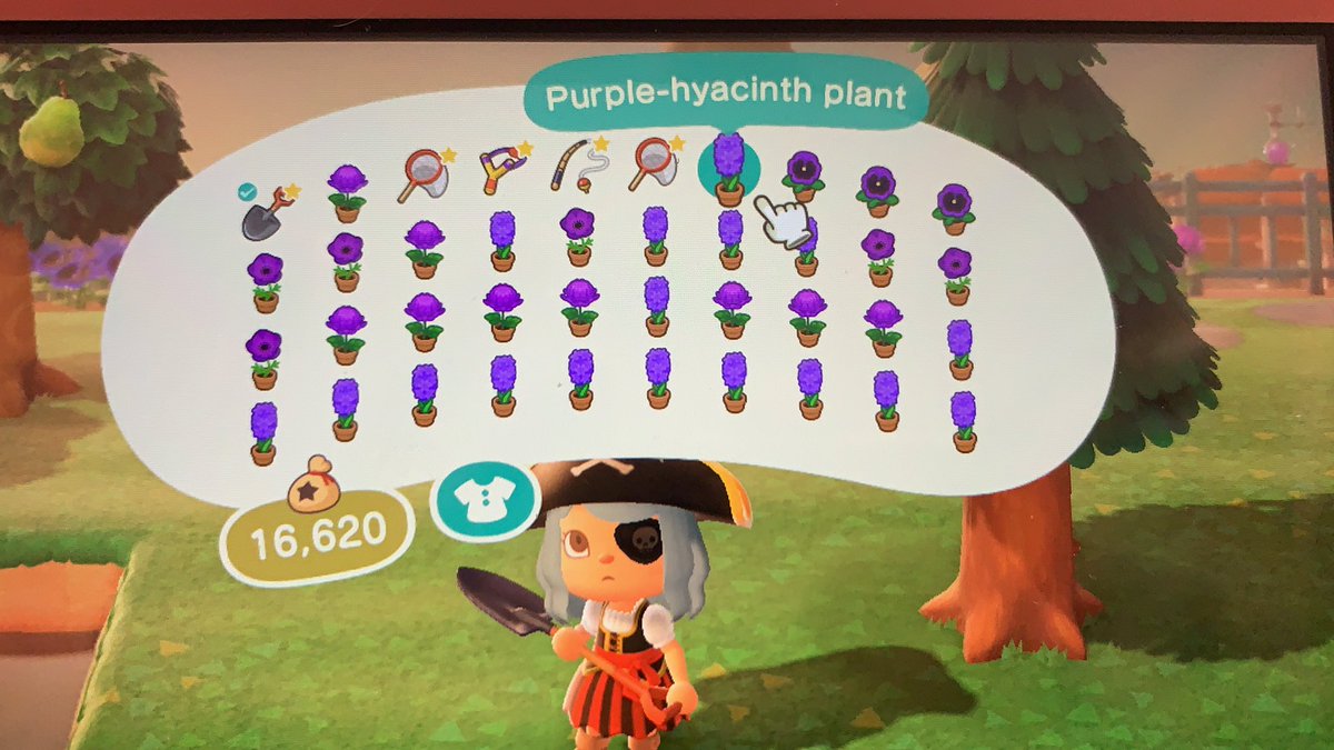 iloveankha's tweet photo. first person to dm me a dodo code gets all these purple flowers (yes you have to take them all) https://t.co/6XIAKGNWwP