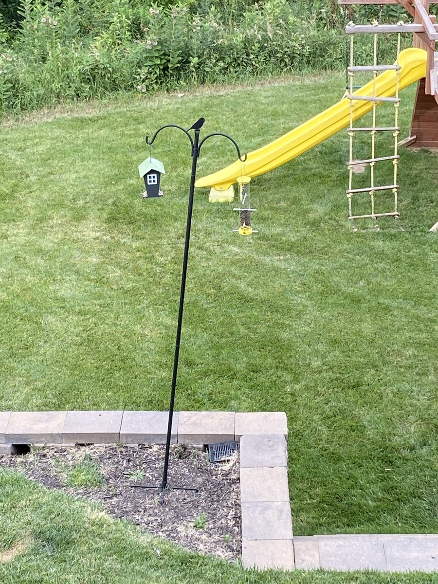 ....and now I play the waiting game 🦉🦅🦆🐥🦜🦩🕊🐓🦢#backyardbirding