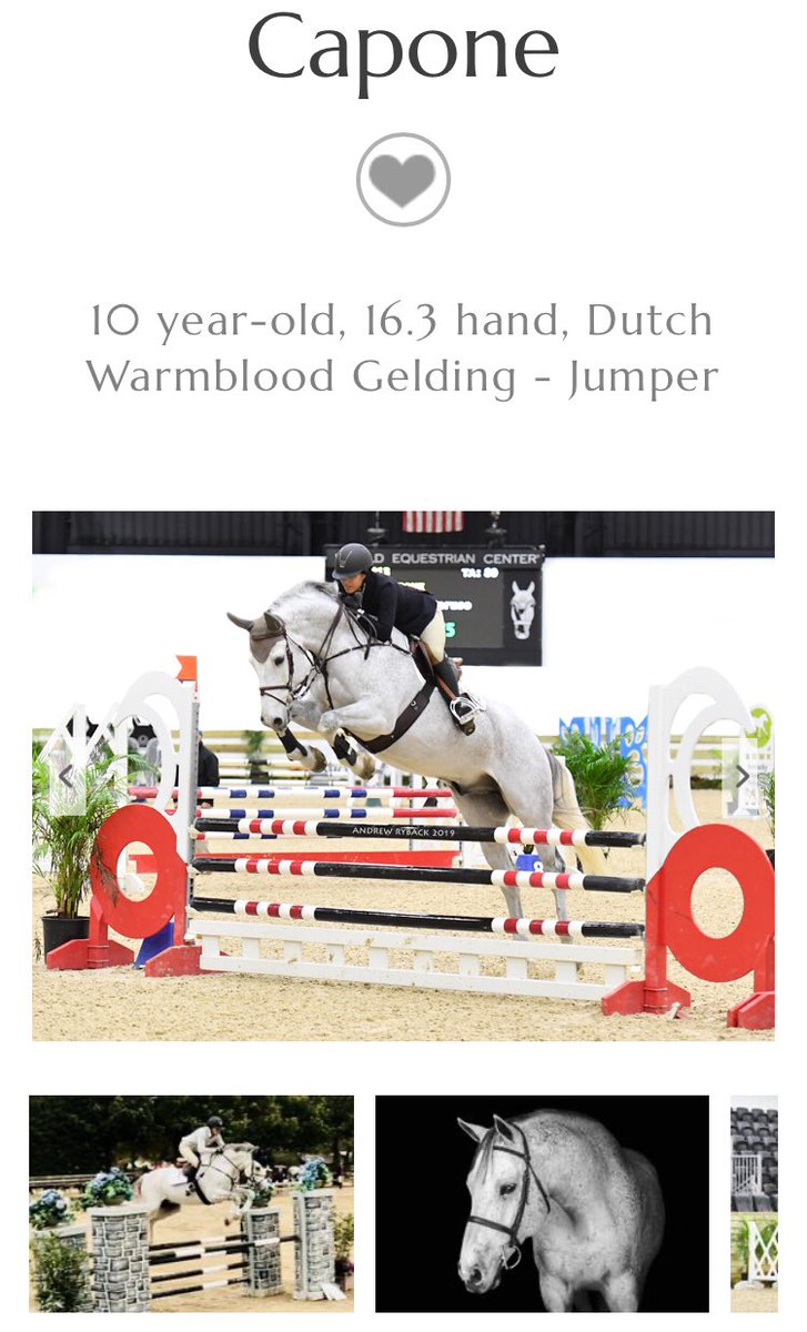 Weird request but does anyone know/recognize this horse? DM if so! 💓