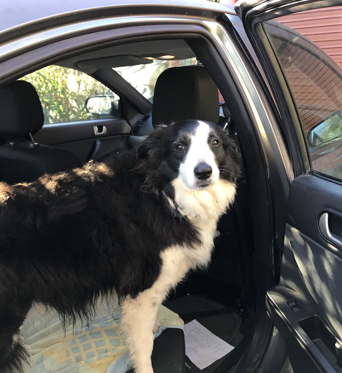 AlisonSBarrett's tweet photo. Only took a week of the new working from office routine for #shadowpup to figure out that I leave the house again not long after returning from our morning walk. Today, sheβs 2 quick steps ahead of me, in the front seat, waiting. Sheβs not going to miss out this time! https://t.co/JhidMgckQG
