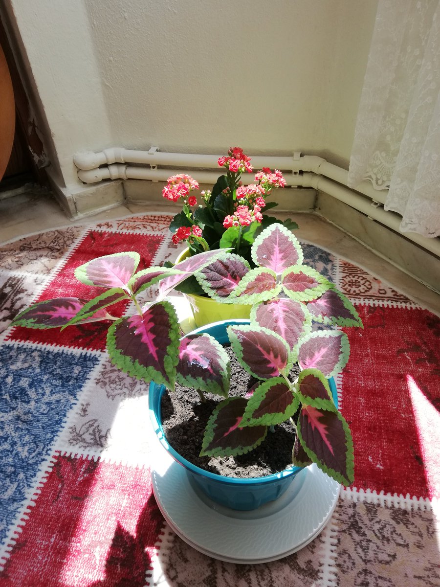 Ben çiçek büyütmeyi bakmayı senden öğrendim.bak kanıtı. Ama şimdi lütfen bırakıp gitme olur mu lütfen.çiçeklerin seni bekliyor.  ben toprağını bile değiştirir oldum çiçeklerin. Lütfen gitme...