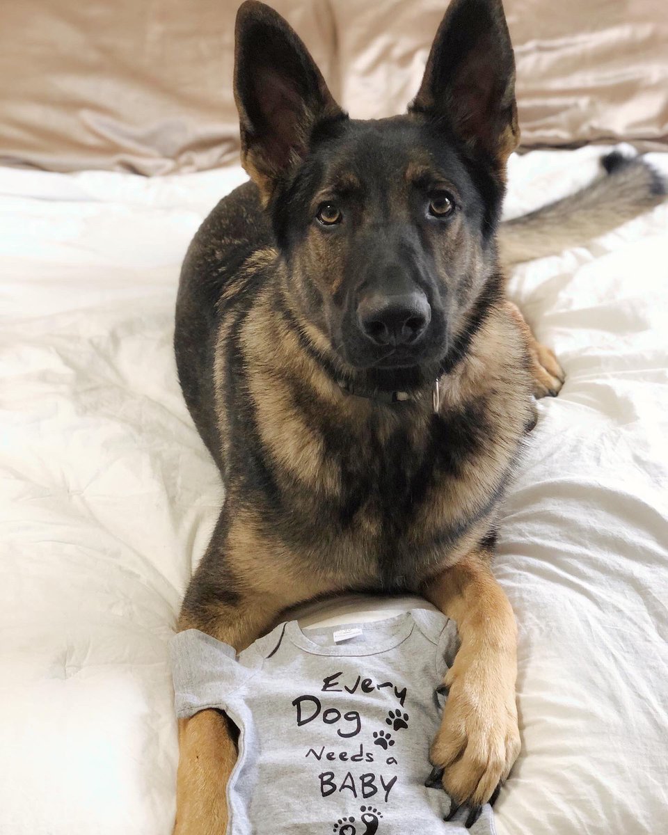 Jasen56's tweet photo. Koba is getting a little brother or sister! I can’t wait to see how amazing of a mother you are going to be @sydney_breen 

Coming Jan ‘21 https://t.co/y5E4qzYGOr