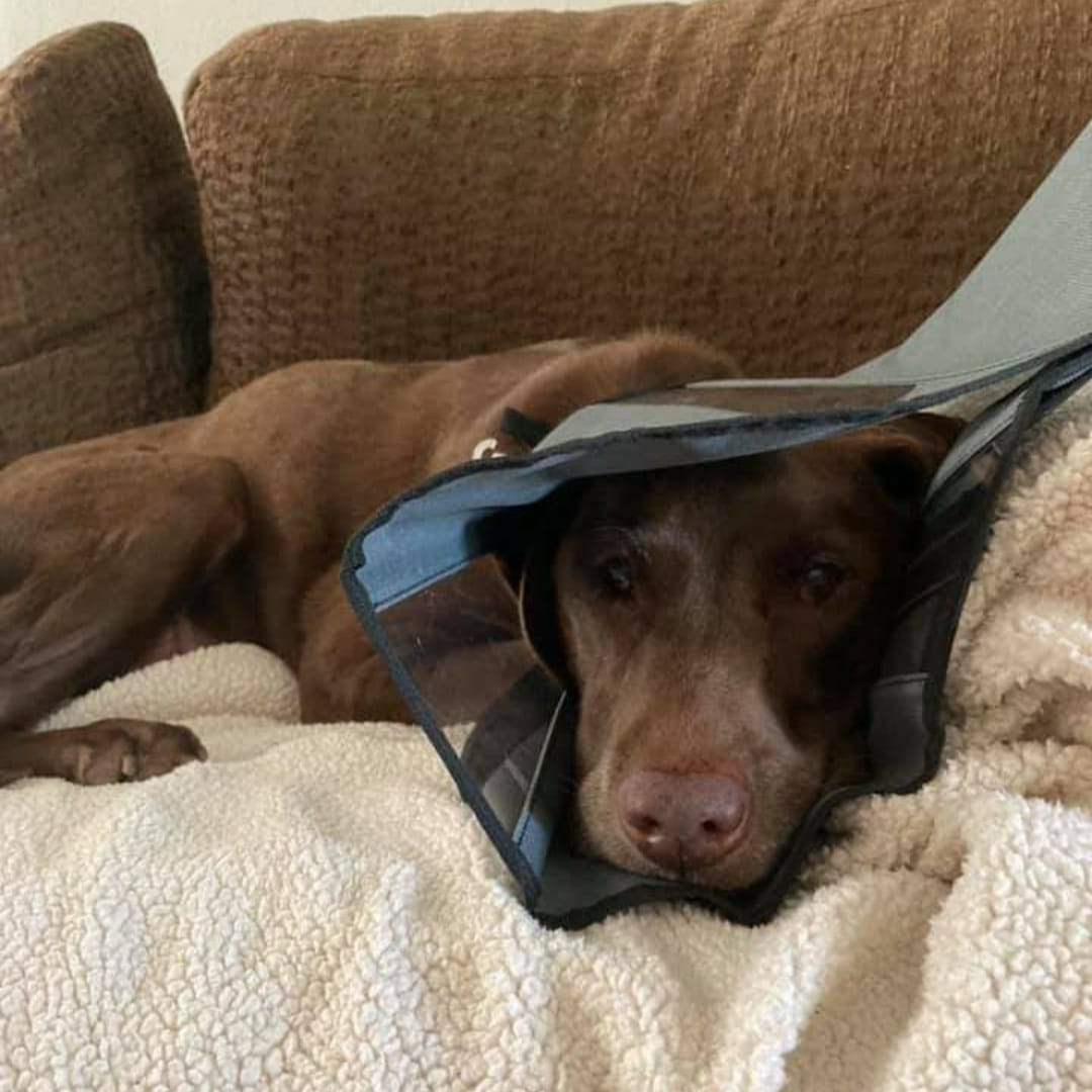 robin_hurt's tweet photo. Moose is home! Please retweet. #labrador #BestFriend #dogsoftwitter #weratedogs #browndog #browndogs #chocolatelab #grandmalove #dogslife #doglovers #dogsarefamily
#dogsarelove #dogsrule #doggrandma #gofundme 
https://t.co/fa5Nfhfcj0 https://t.co/hQz2XbSlaf