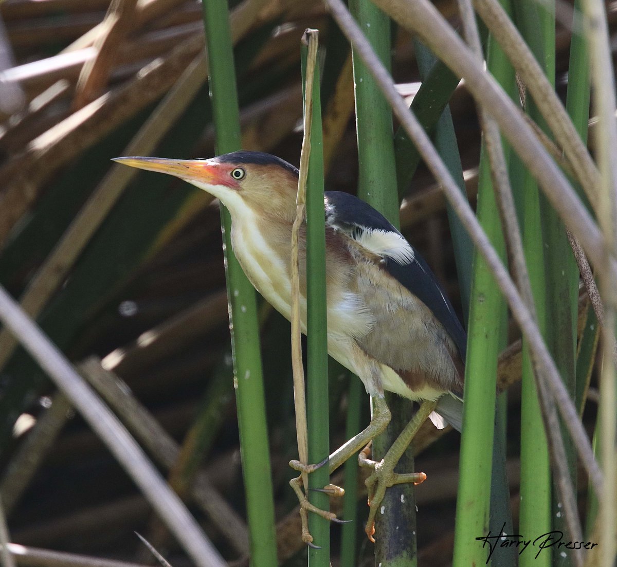 hknaturephotos's tweet photo. Least Bittern: #birdconservation #ornithology #nature #photography #birdtonic #naturelovers #BirdTwitter#TwitterNatureCommunity #NaturePhotography #naturephotographyday #wildlifephotography #birdwatching #birds #BirdsofaFeather #birding #bird #birdphotography #aviary #aviaries https://t.co/jH6HWAfSXq