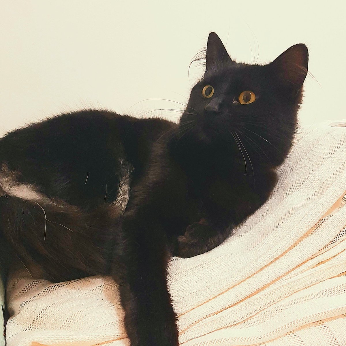 cheiosderaca's tweet photo. Azar é não amar um desses!
#gatopreto https://t.co/200sNg1Yno