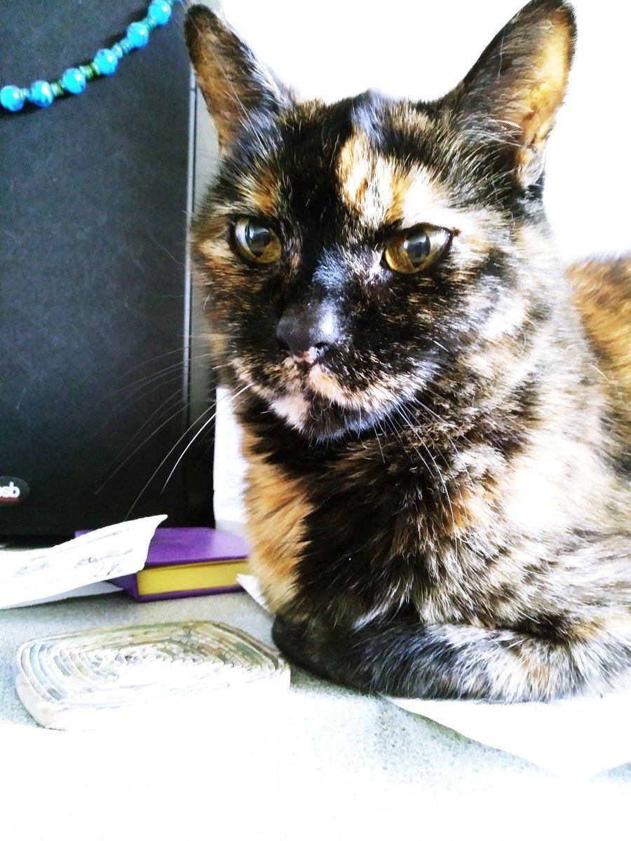 comraderhubarb's tweet photo. Another busy day at the (home) office https://t.co/H0BeULqPO5