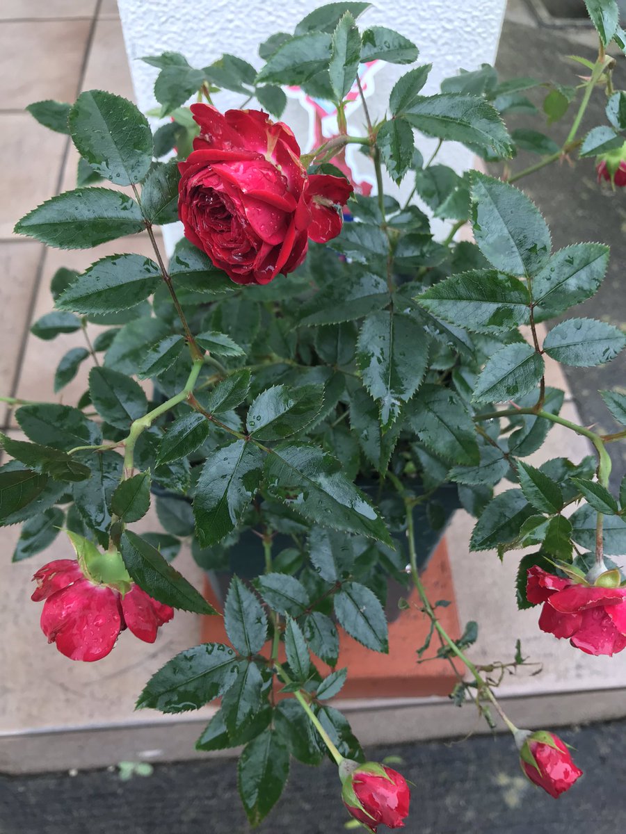 bogotan616's tweet photo. 連日の:.ﾟ✾☂･ﾟ･｡
薔薇を見てはBOGUMMY
空を見てはBOGUMMY
何を見てもBOGUMMY
募る思いをギューってして
BOGUMMYの
Fall Into My Arms🎧🎶
✿♬ﾟ+.(｡◡‿◡)♪.+ﾟ♬✿。
今日もありがとう♥️
#박보검 #ParkBoGum #パク・ボゴム
#朴寶劍 #朴宝剣 #BOGUMMY
#FallIntoMyArms https://t.co/tVntQfzt0b