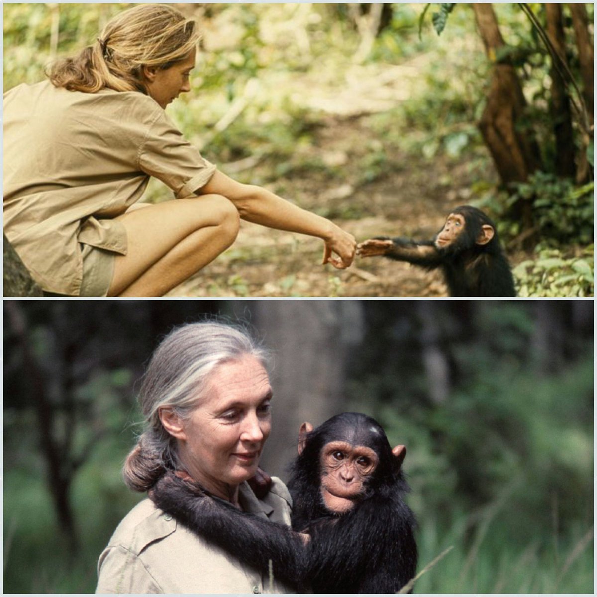 arca_zoo's tweet photo. Hoy 14 de julio se celebra el #DiaMundialDelChimpancé conmemorando el 60 aniversario de la primera visita de #JaneGoodall al Parque Nacional Gombe Stream. Oficialmente en el 2018 se instauró la fecha con el fin de consientizar a la gente sobre el cuidado de la especie. https://t.co/f8GTepTul2