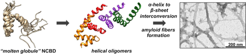 ChemEurJ's tweet photo. The self-assembly of the nuclear coactivator binding domain (#NCBD) into oligomers and #amyloid fibers is reported. The process is facilitated by the presence of a mirror-image d-NCBD construct. @unistra https://t.co/ypm6q8kCzK https://t.co/A6IbdqdD05