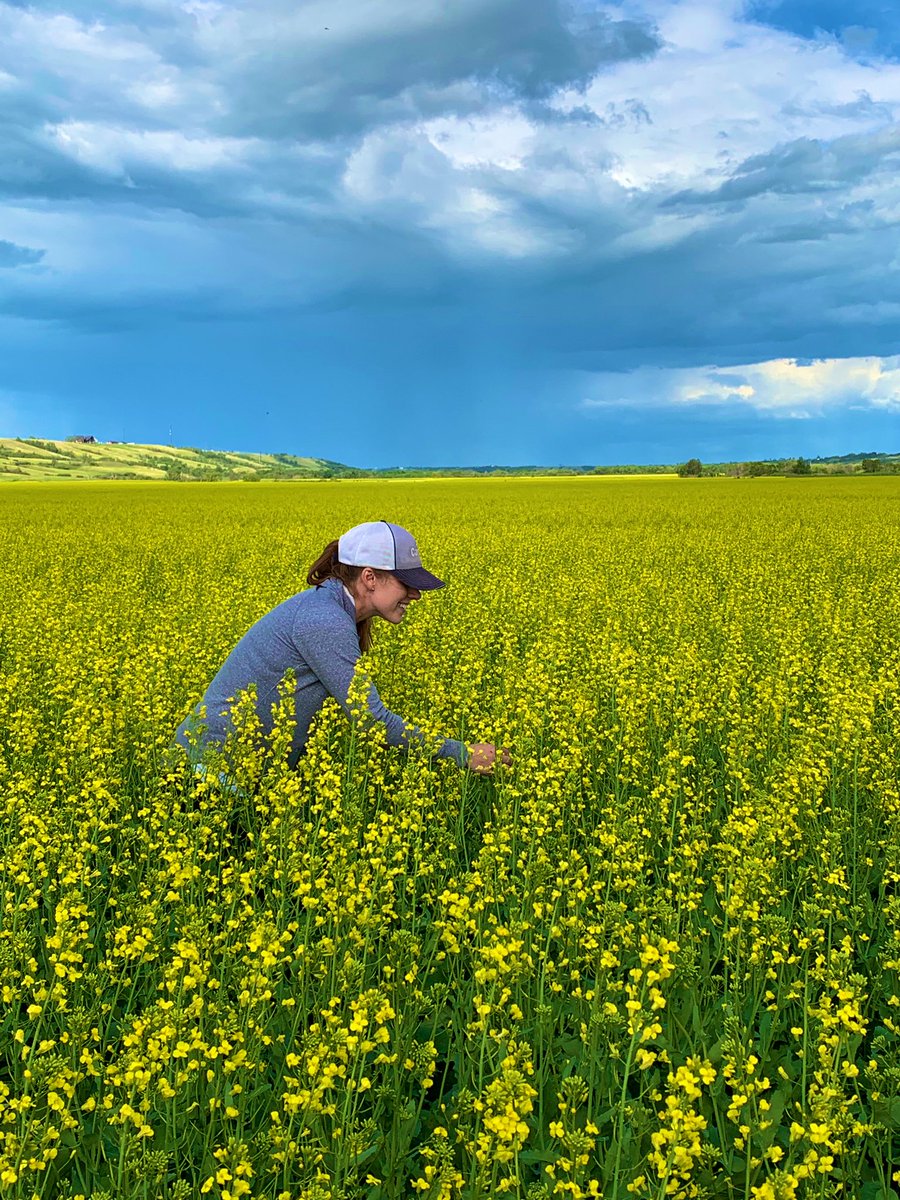 kiradirtson's tweet photo. Checking out a gorgeous crop of V14-1. @LennaWray #cargillgrows #victorycanola https://t.co/auHrzXKt5R