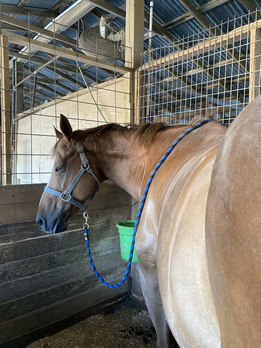 deanneshead's tweet photo. More #equinemassagetherapy views featuring: happy face - long drink - great circulation - dirty hands = another great session. #esmtofsanantonio #massagemakesourhorsehappy https://t.co/JII75Z5pj1
