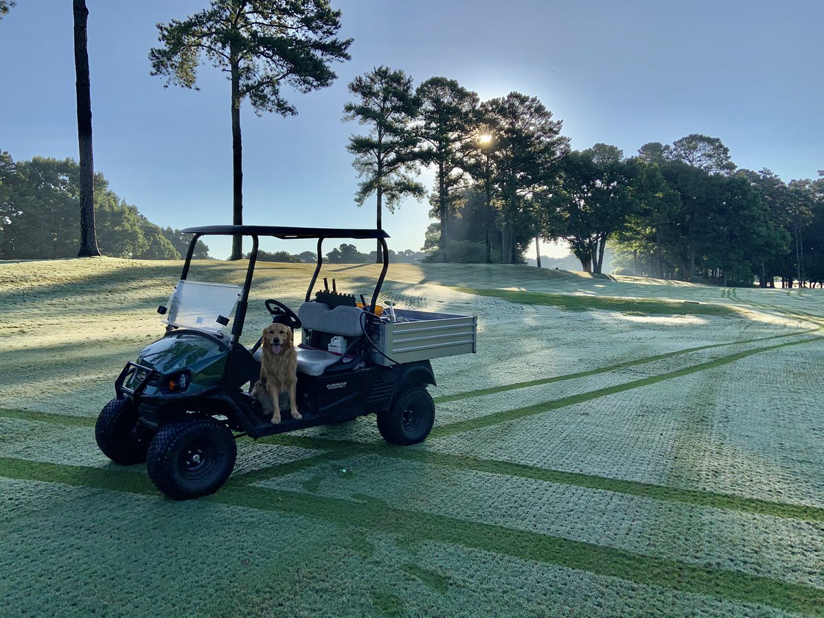 big_knoble's tweet photo. Coop doing his part to help out during aerification #coop #aerification2020 @DogsOfTurf https://t.co/5P4uH1SVEx