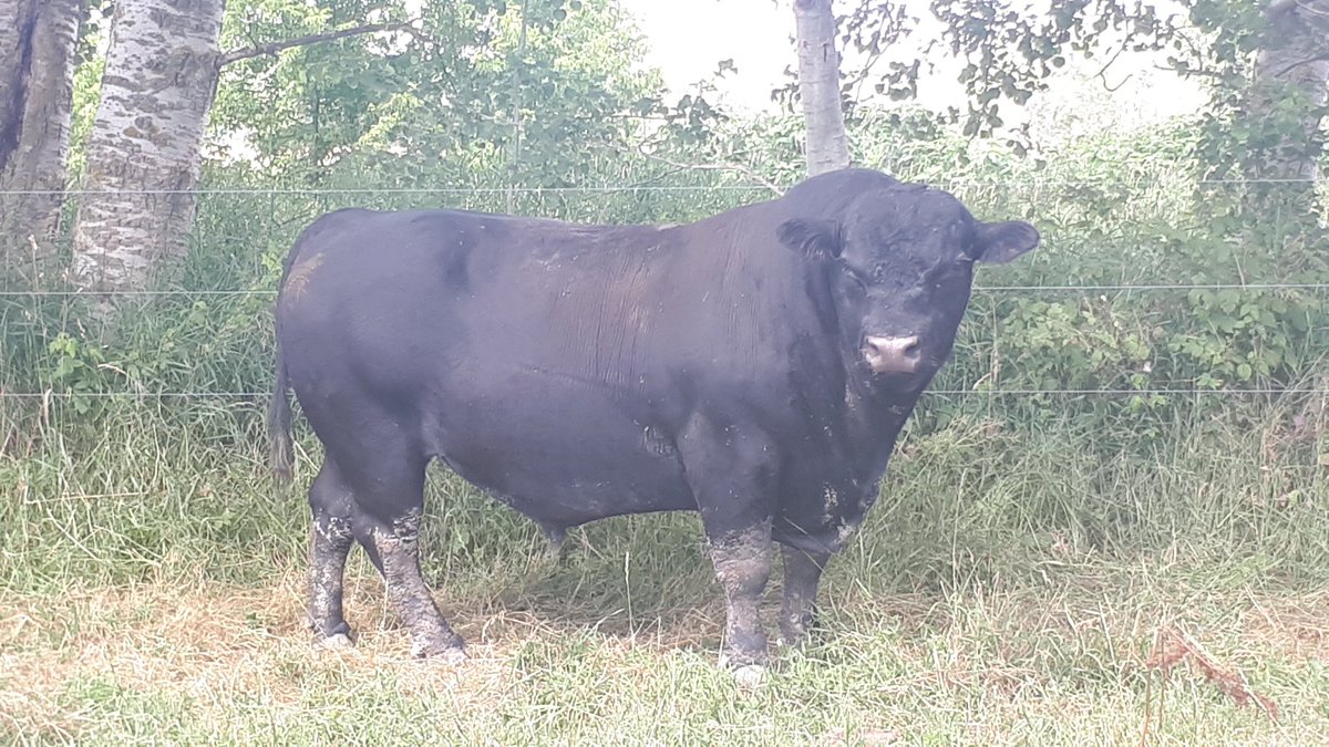 My #1  pick today for the herdbull line up <a href="/WildernessRanch/">Wilderness Ranch</a> , it wouldn't take long to get where we want to be if they all looked like him ,turning grass into beef .