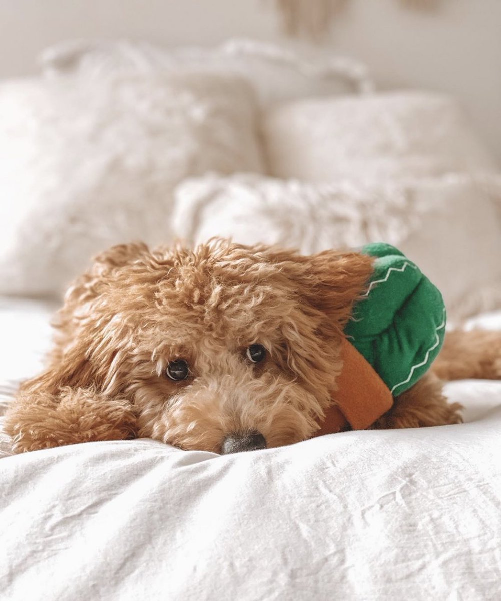 losdoodz's tweet photo. is it time to sleep yet?! also, do you guys think I need a haircut? 💇🏽‍♂️

#riothegoldendoodle #dogsofinstagram #dogsoftwitter #dogs https://t.co/62cLuVuF97