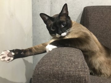 白い子猫 成猫になるとタヌキに シャム猫の色変わりすぎビフォーアフター に こんなに変わるの と驚きの声 ねとらぼ
