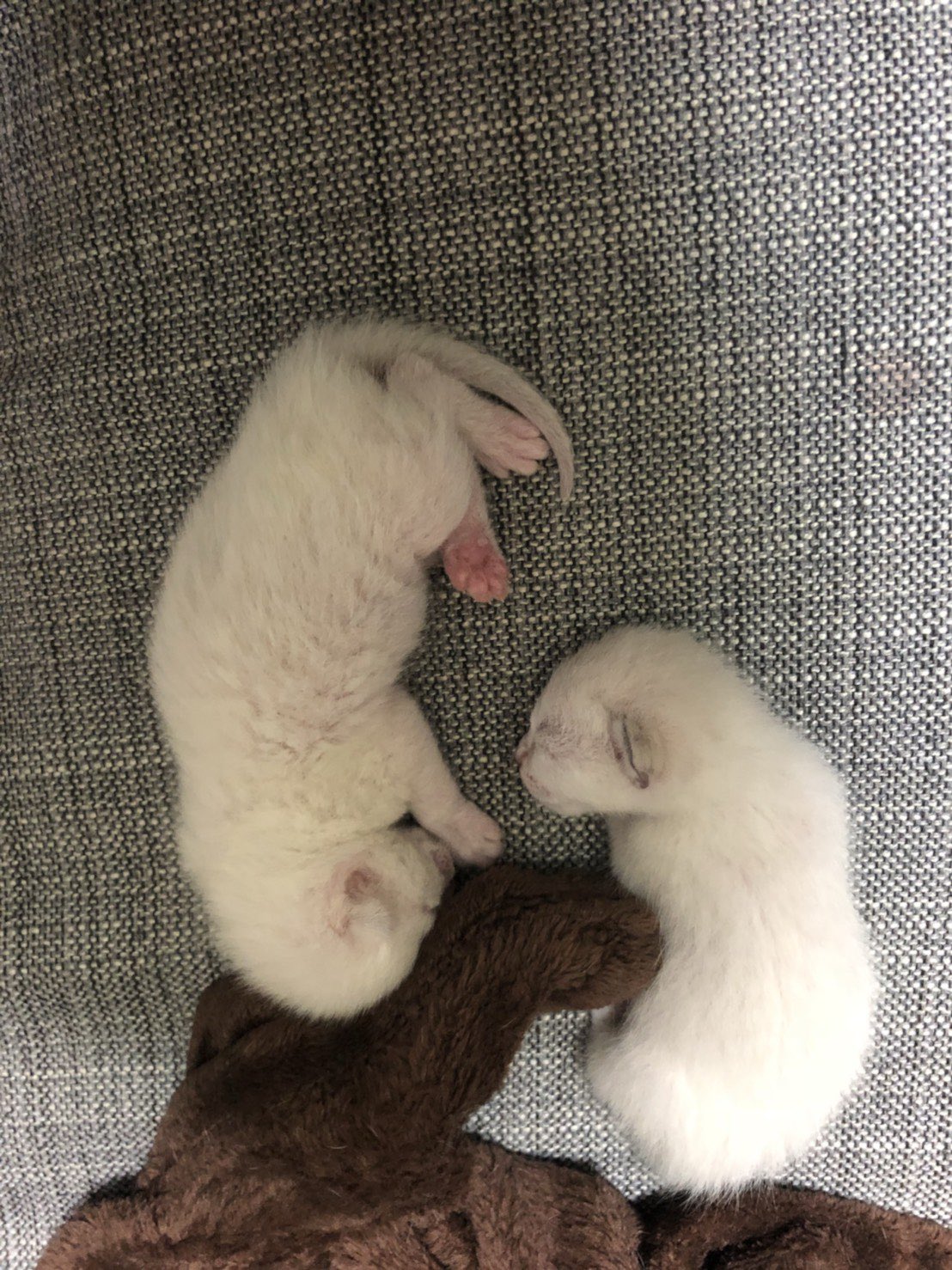 星の シャム猫の色変わりすぎ選手権 白猫から狸になった T Co Ac3bsbutqg Twitter