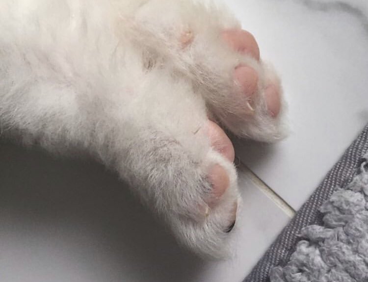kevskink's tweet photo. @somiversal no but it has bite marks and no his little paws are too cute 😭 https://t.co/niujDM3FEs