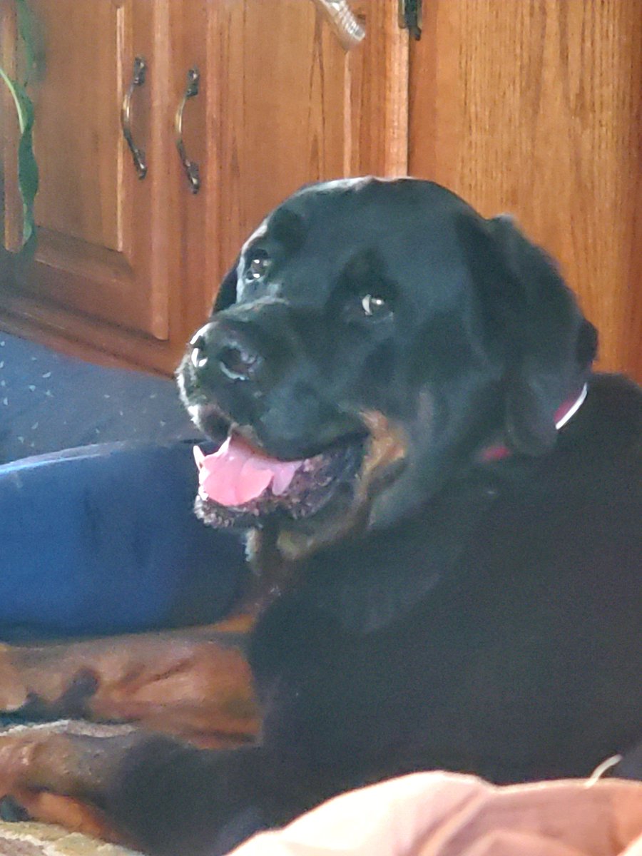 kdilbeck1's tweet photo. @MrAndrewCotter We lost our prosecutor last week. He  was the most gentle soul. He would have let Mabel off with a warning. https://t.co/BKeIKuCrep