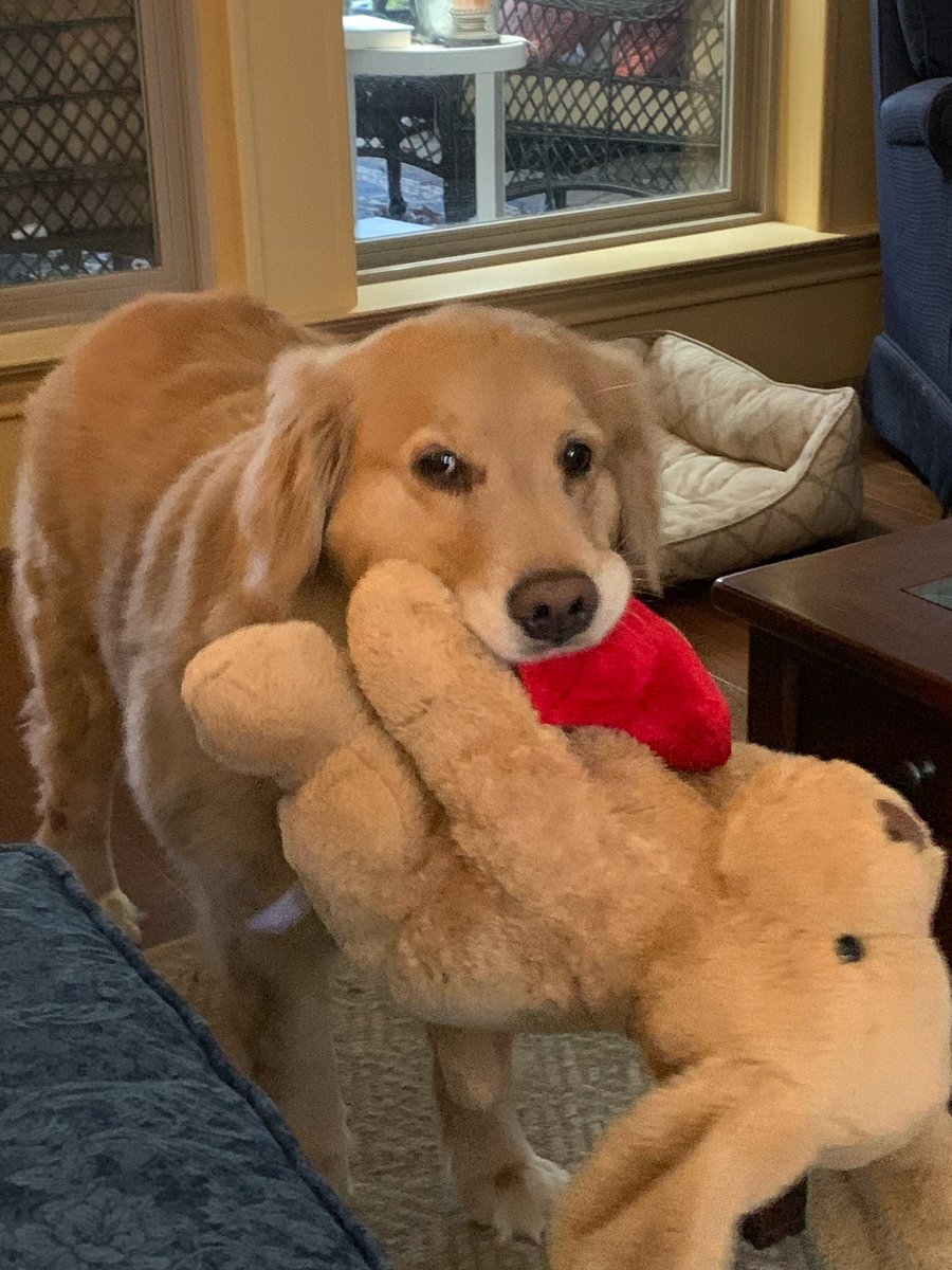 jc_breed's tweet photo. @dog_feelings 🐾💕 https://t.co/FZ1XdsOBFG