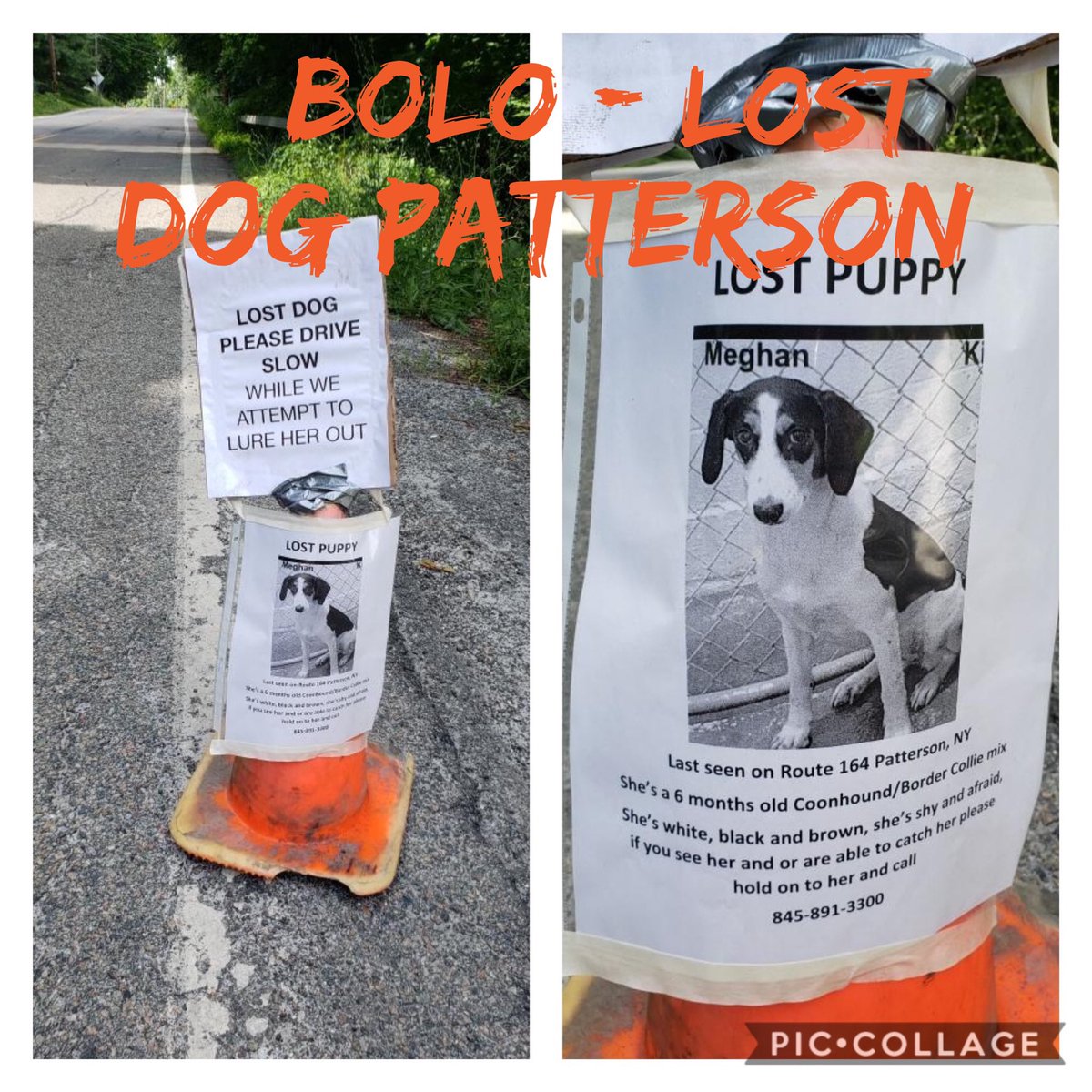 putnamsheriff's tweet photo. BOLO for a Lost Dog! #pattersonNY https://t.co/NPRKzOGdzc #putnamsheriffNY https://t.co/XXnqywQc69