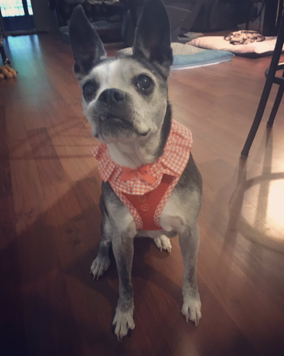 caringfurpets's tweet photo. Harley Quinn finally looks like a girl 🐾💕🐾🐶🥰#lovedogs #doglover #lovemydogs #rescuedog #doglife #caringfurpets #allfurpets #doggenuis #thepetexperts #doglove #iSpeakdog #bostonterrier #dogslivesmatter #dogtraining #doggo #dogenrichment #dog #904dogs
#dogmom #dogsofjax https://t.co/b8tCIFh7Fn