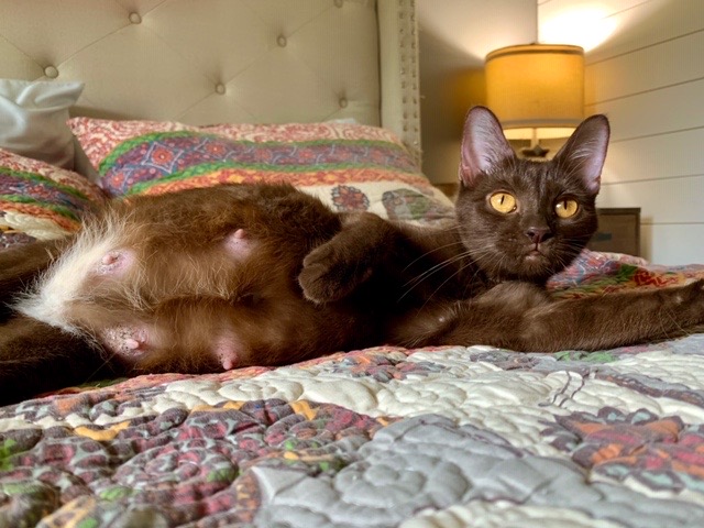 PetHaven_MN's tweet photo. Quinn is about to POP! We're taking guesses on when Quinn will have her kittens-- what do you think? Comment here with the date and time YOU think Quinn will have her kittens! The person with the closest guess will receive their very own Pet Haven keychain. 😀 https://t.co/OEeZSmrAdW