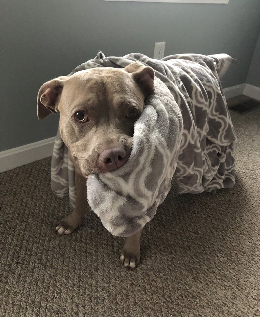 HeatherWrigley1's tweet photo. @dog_rates Thank you they appreciate the fame https://t.co/4zKK8A8AEr