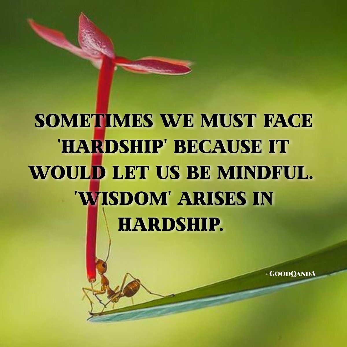 GoodQandA's tweet photo. Sometimes we must face 'hardship' because it would let us be mindful. 
'Wisdom' arises in hardship. 

——————————
#GoodQandA #meditation #mindfulness #GTM #inspiration #innerpeace #peace #live_meditation #Dhammakaya https://t.co/SvjH3arigs