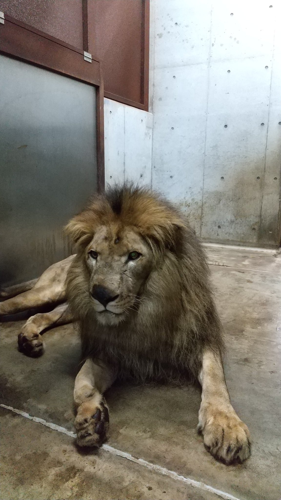 千葉市動物公園 公式 シマシマくんとダンディさん アレンとトウヤは 魅力的なイケメンですね 飼 千葉市動物公園 アフリカライオン T Co Sowntcfmag Twitter