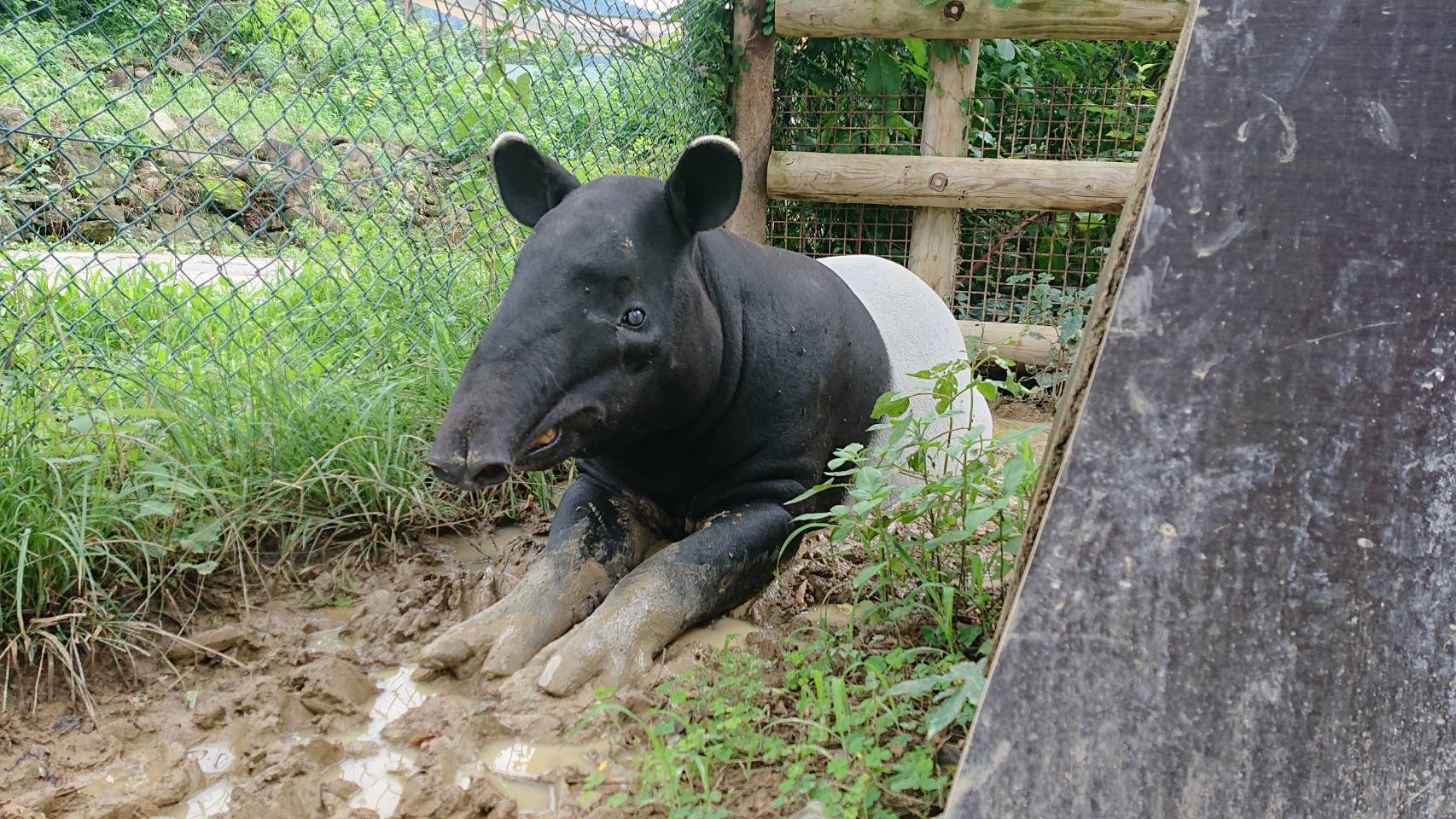 群馬サファリパーク 知ってますか バクの座り方がこんなにかわいいことを 前肢ピーンで座るヒカル君です 群馬サファリ サファリパーク動物 マレーバク T Co 4f4q38ides Twitter