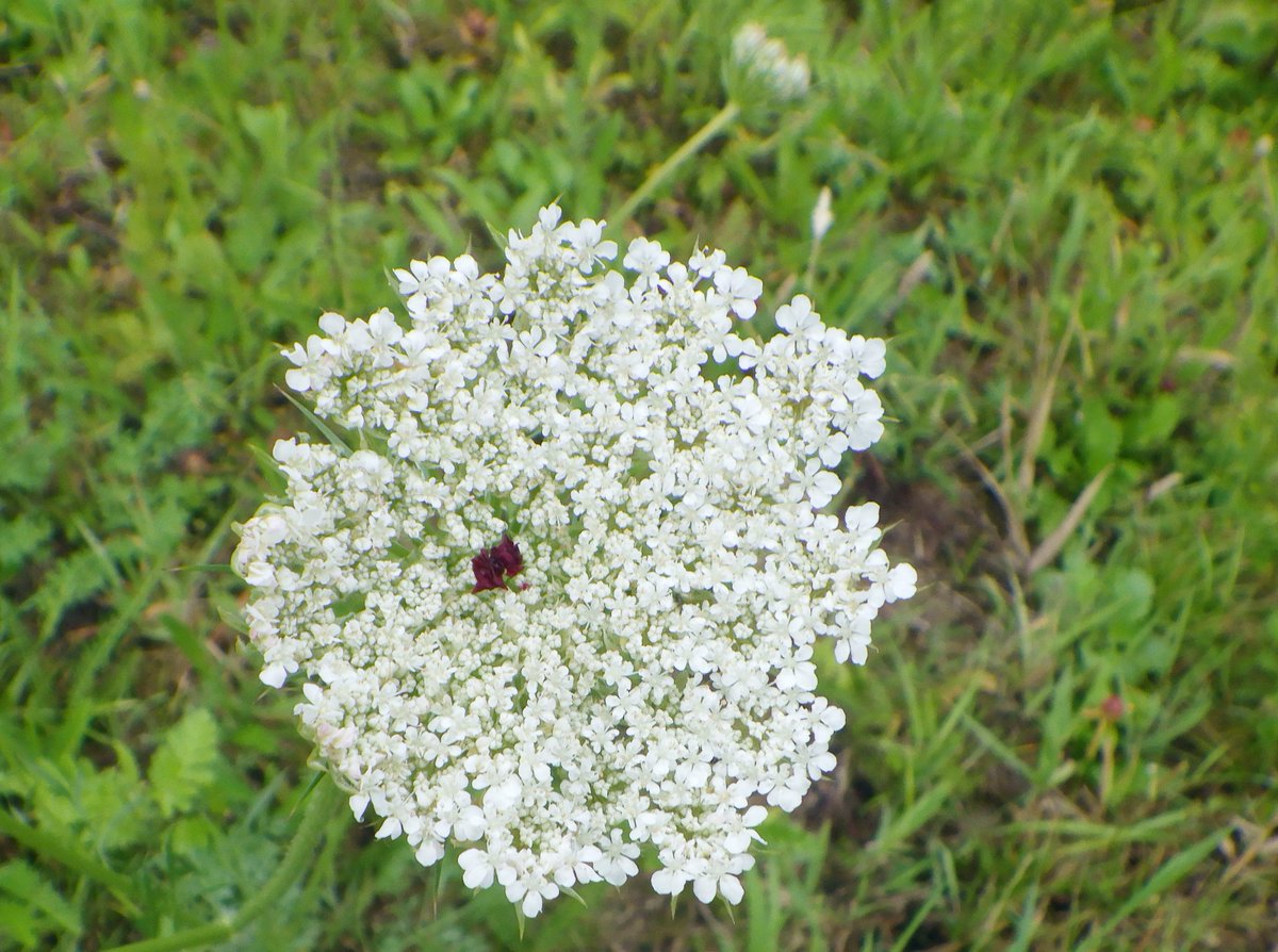 In the field there, I saw wild carrots (Daucus carota). One way to ID the wild carrot from lookalikes is a semi-central dark blossom (as below), in the flat, dense, single umbel. But that's not always present or visible.Warning! Easy to confuse with poisonous Conium maculatum