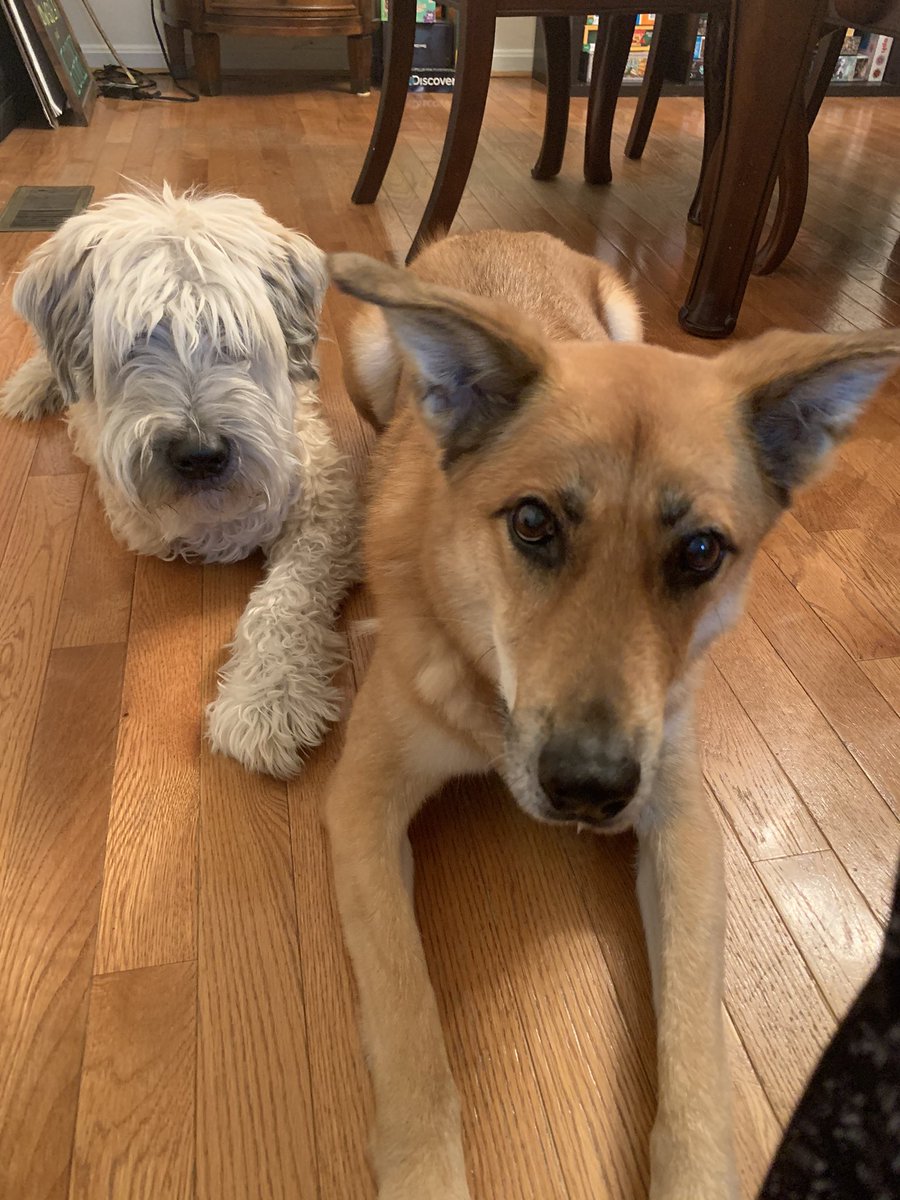 jessylemon's tweet photo. Online pup training class! One Peanut (tri-pawed), one Hudson, and two kids! Everyone getting trained! @varsitytutors @RoverDotCom https://t.co/vN3fJX1nFA