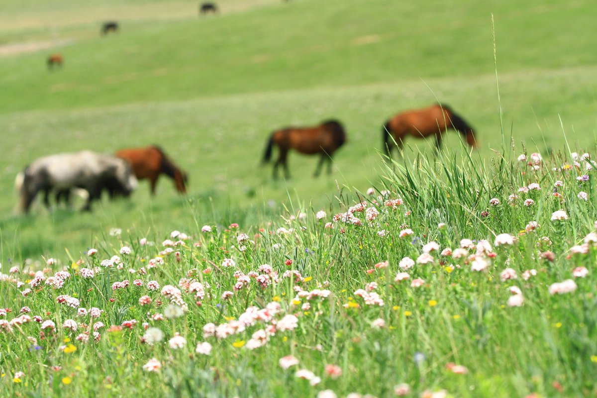 XinhuaTravel's tweet photo. Forage amid the flowers! Blossoms carpet Shandan ranch in Gansu Province, NW China https://t.co/qRmmoocGOZ