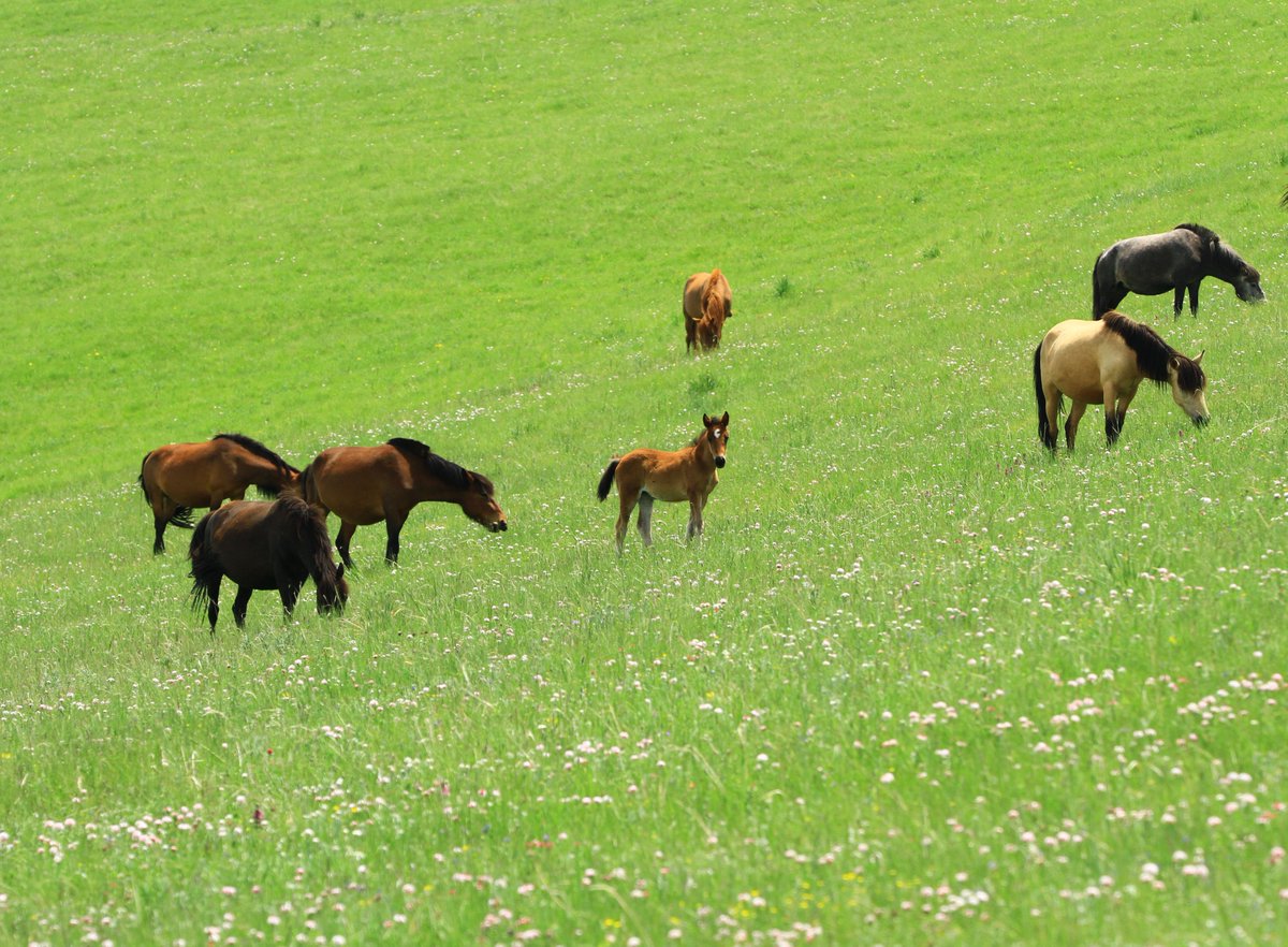XinhuaTravel's tweet photo. Forage amid the flowers! Blossoms carpet Shandan ranch in Gansu Province, NW China https://t.co/qRmmoocGOZ