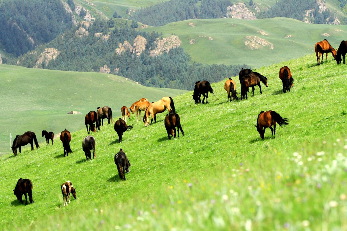 XinhuaTravel's tweet photo. Forage amid the flowers! Blossoms carpet Shandan ranch in Gansu Province, NW China https://t.co/qRmmoocGOZ