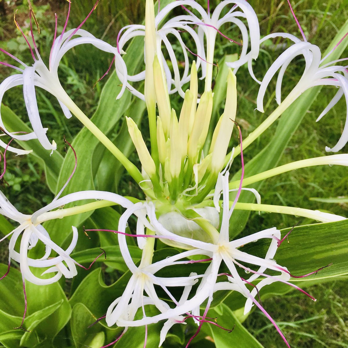 夕方から咲く花