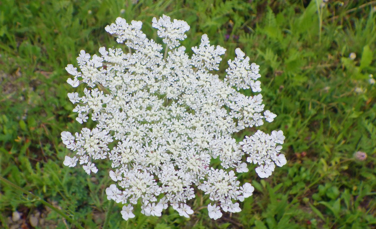 Another umbel; as you can see, no semi-central dark blossom is visible, so the ID method is not foolproof. But the large, flat, single umbel is typical.Do not confuse with cow parsley, or with poison hemlock, though!
