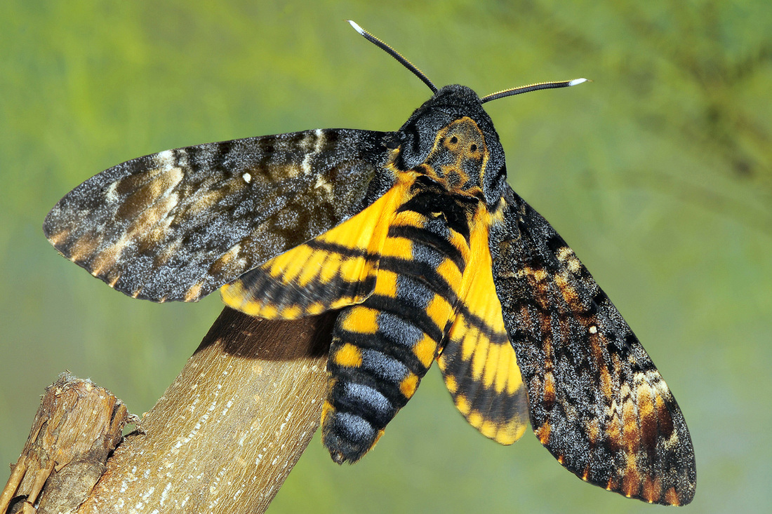 Olivia Chin Mueller And These Are My Dream Non Native Moths Illegal To Import To The Us Atlas Moth Huge Deaths Head Moth Squeaky And Adorable Olivia Chin Mueller And These Are My Dream Non Native Moths Illegal To Import To The Us Atlas Moth Huge Deaths Head Moth Squeaky And Adorable