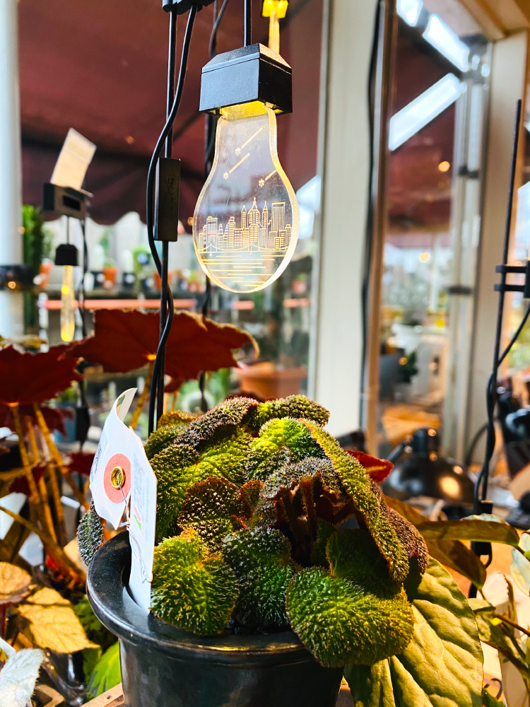 東急ハンズ渋谷店 おはようございます 7 15 水 東急ハンズ渋谷店 朝10時に開店いたしました 本日も夜時までの短縮営業です 渋谷店 最新情報はhpをご覧ください T Co Ize0w46fz1 画像は7aフロア観葉植物用のライトと ローアングル苔玉