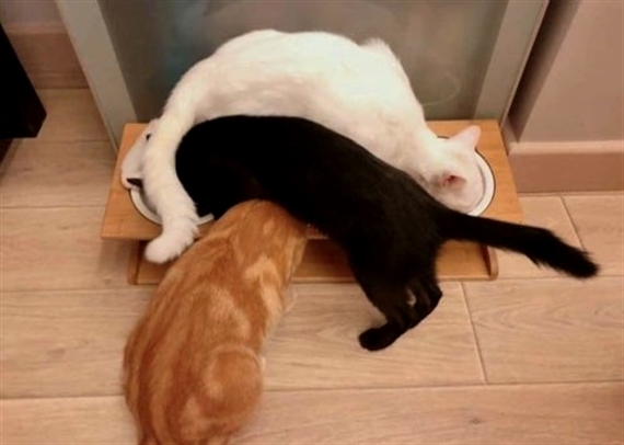 HereKittens's tweet photo. https://t.co/vM6VkA1mqs
