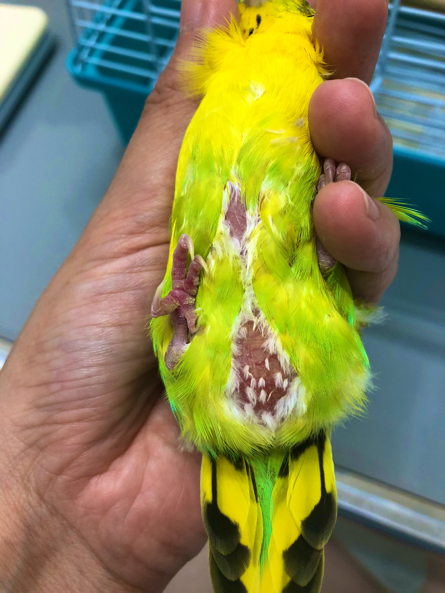 いなば動物病院 肥満のセキセイインコさん 70gを超えていました 只今徐々に減量中です 食べ過ぎや他の病気に起因するもの 薬の影響など肥満の原因は様々です 肥満は万病の元 一方で過度なダイエットは体を壊します 獣医師と相談し原因を理解した