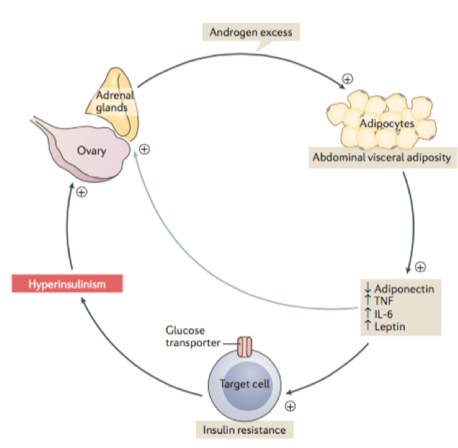 22/This leads to a chronic inflammation that is linked to hyperglycemia as this generates an elevation in reactive oxygen species (ROS) concentration. ROS activates NFkB and this stimulates the synthesis of inflammatory factors; which enhances IR and results in hyperandrogenism