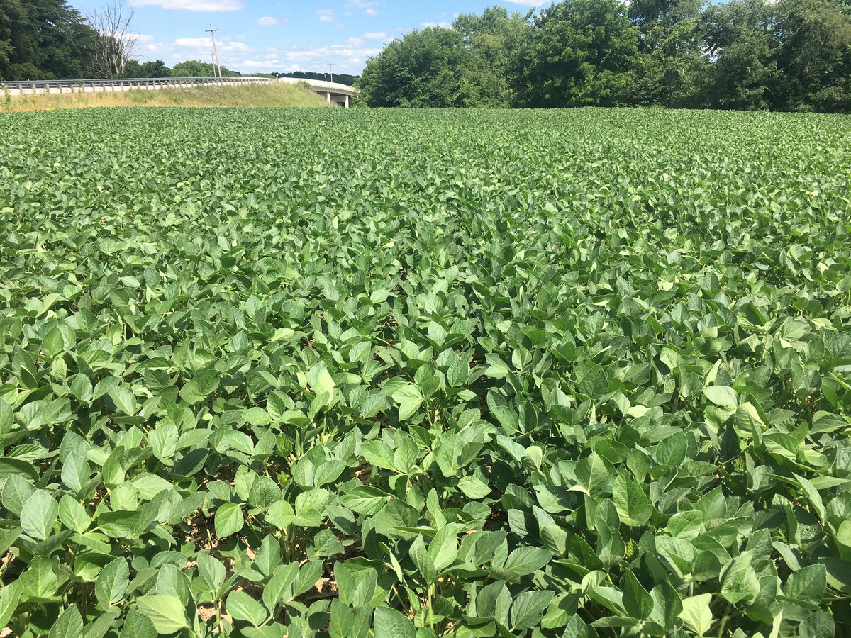 Wayde_Looker's tweet photo. @GldnHarvest 2788X planted June 2nd is already at canopy. Really looking forward to harvesting this farm come fall! #RootedInGenetics https://t.co/lHO59Xwsci