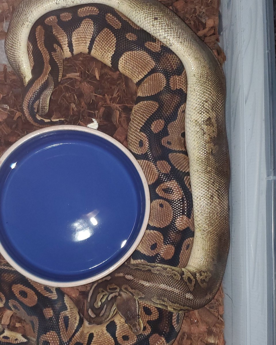 Pythons Galore tweet media